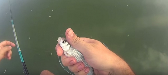 Карась и плотва в августе