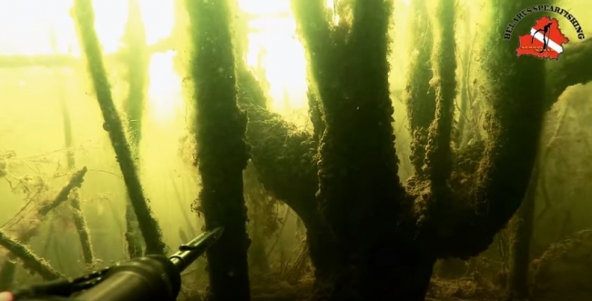 Подводная охота за деньги (часть 2)