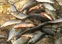 Рыбалка осенью на реке, ловля плотвы (красноглазка)