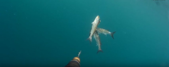 Подводная охота в Крыму, Ялта кефаль на 15м