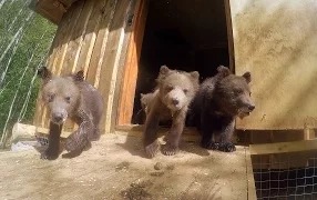 Интернат для медвежат