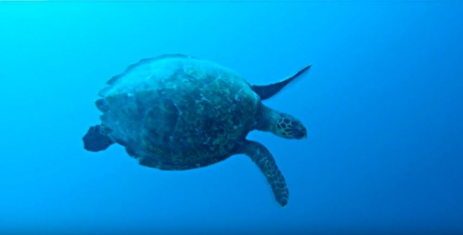 Техники фридайвинга: Liberti - Фридайвиг для удовольствия.