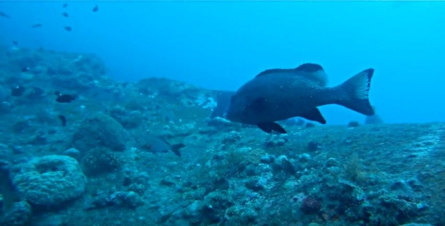 Техники фридайвинга: Liberti - Фридайвиг для удовольствия.