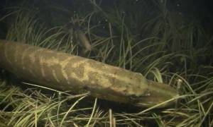 Подводного охотника наказали, за подводный фонарь