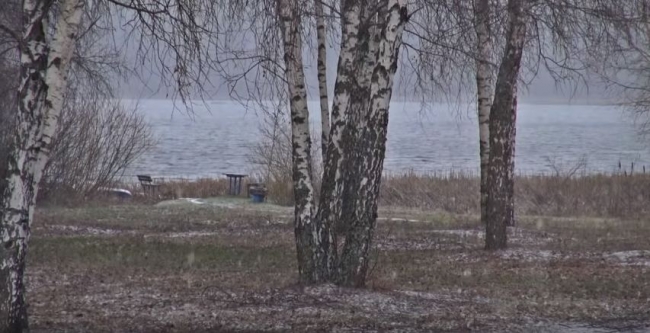 Русские березки