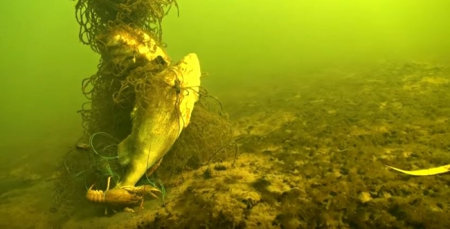 Браконьерские сети с мертвой рыбой