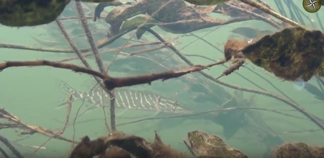 Зимняя подводная охота, на малой речке Минской области.