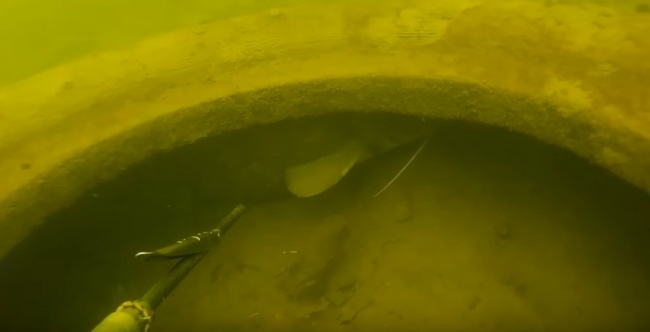 Мой домашний питомец в своей уютной квартирке. Этого сомика наблюдаю уже в течении 4 лет в этой покрышке.