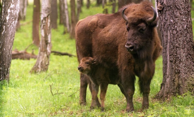 Зубр животное красной книги