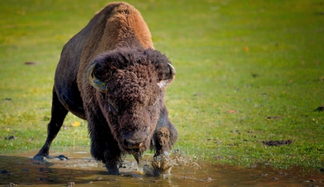Зубр – большое парнокопытное животное, населявшее всю восточную и западную часть лесостепной зоны Евразии