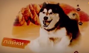 Охотничьи собаки. Восточно-сибирские лайки