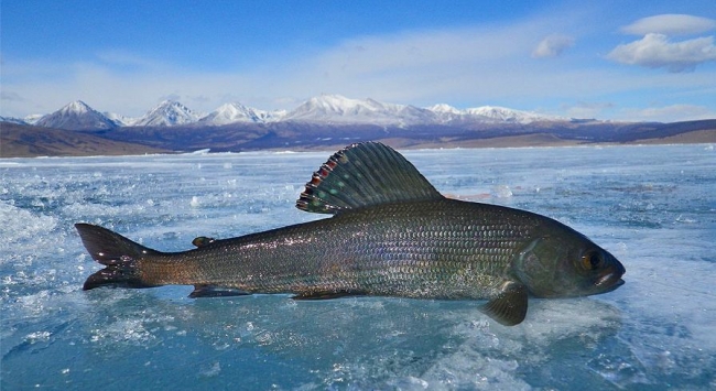 Ловля хариуса на мушки и мормышку
