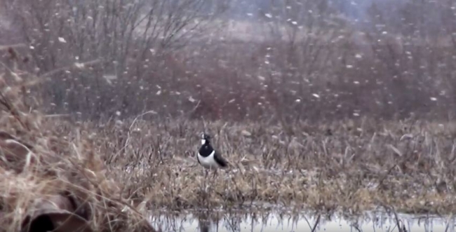 Охота на Охоту: Весенняя охота (Белая весна)