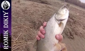 Ромик Дикий: Весенняя рыбалка на жереха