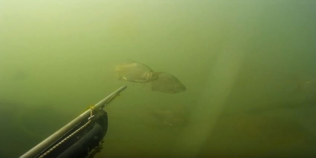 Подводная охота на малых реках (Любимая речка)