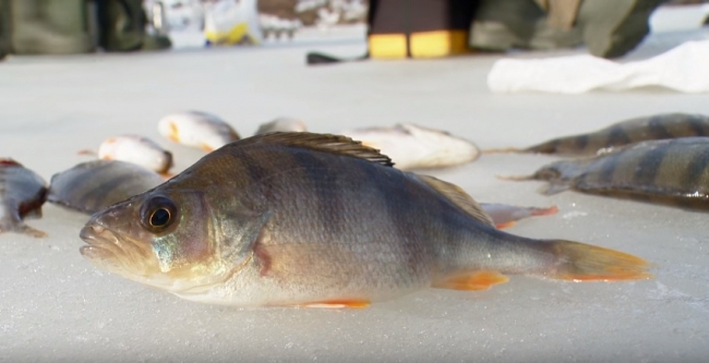 О ловле окуня весной, по последнему льду