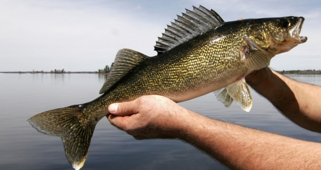 Ловля судака на джиг на Волге