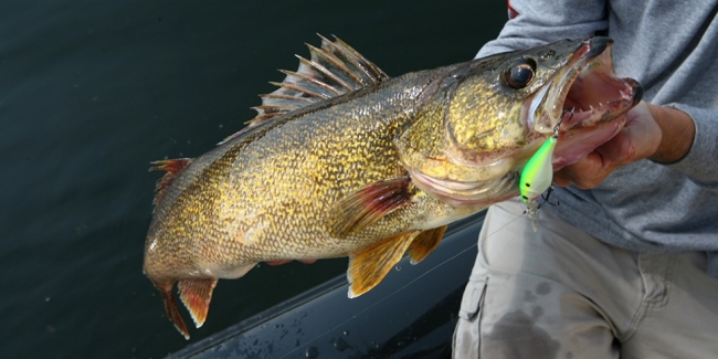 Ловля судака на джиг на Волге