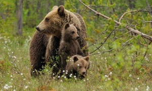 Следы и повадки бурого медведя