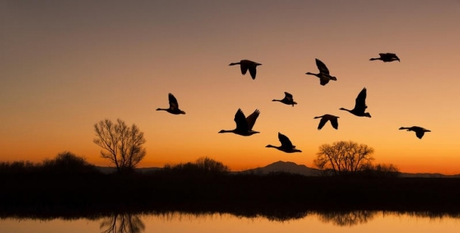 Охота на гуся в республике Коми