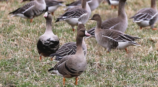 Охота на гуся в республике Коми