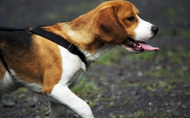 Охотничьи собаки: Русские гончие