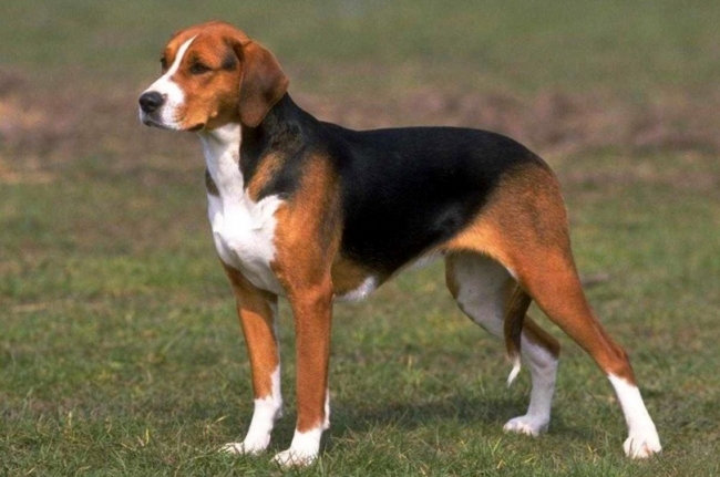 Охотничьи собаки: Русские гончие