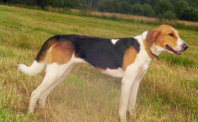 Охотничьи собаки: Русские гончие
