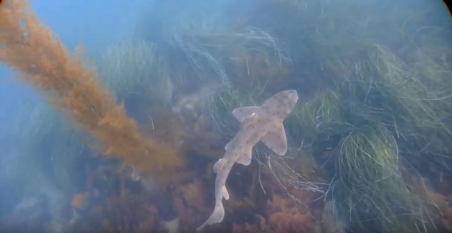 Калифорнийская бычья акула