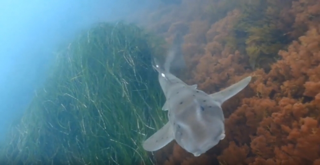 Калифорнийская бычья акула