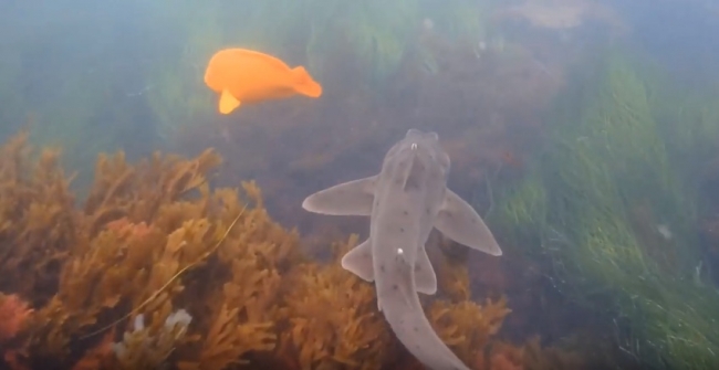 Калифорнийская бычья акула