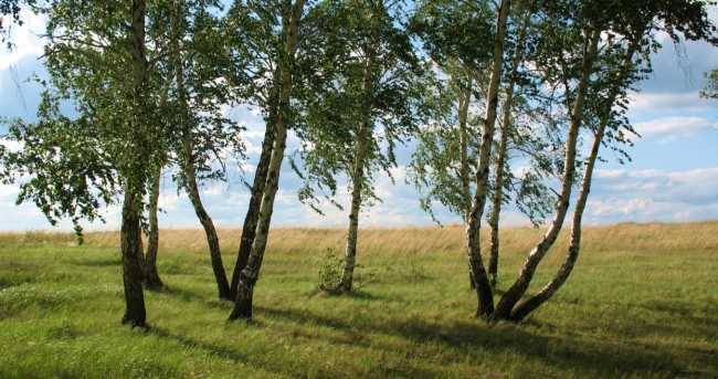 Опушка леса