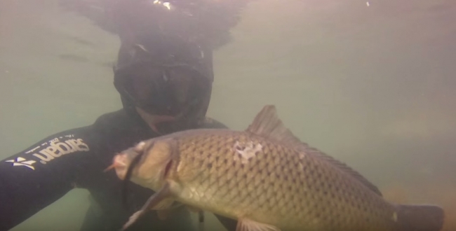 Заур Саидов: Подводная охота - сазан, кутум, карась, кефаль