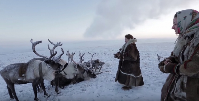 Как ненцы выживают в тундре