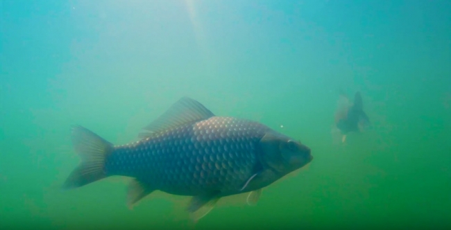 Крупный карась гуляет, подводная съемка