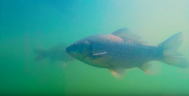 Крупный карась гуляет, подводная съемка