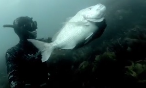Подводная охота в Новой Зеландии | Spearfishing New Zealand