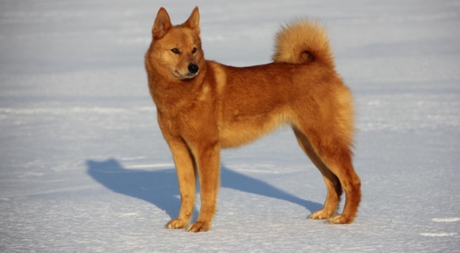 Карело-финская лайка