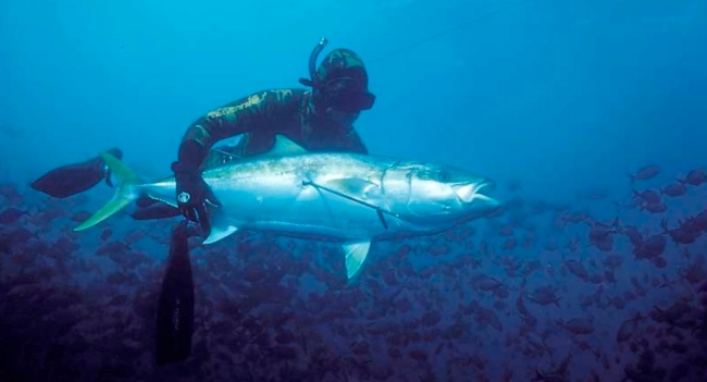 Подводная охота в Новой Зеландии