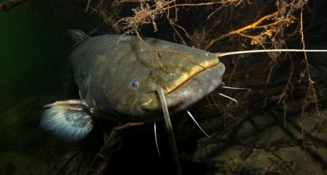 Ловля сома на квок на нижней Волге