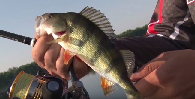 Ловля окуня на воблеры