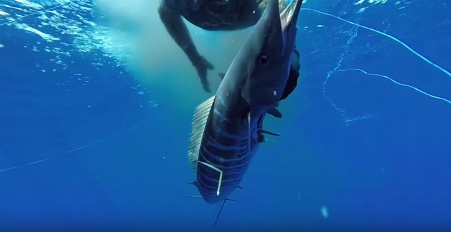 Подводная охота в Австралии