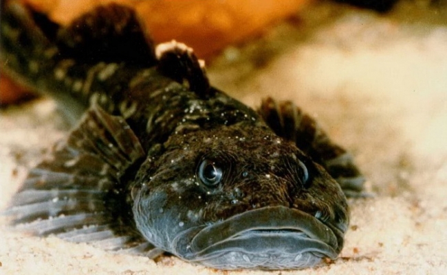 Ловля черноморского бычка