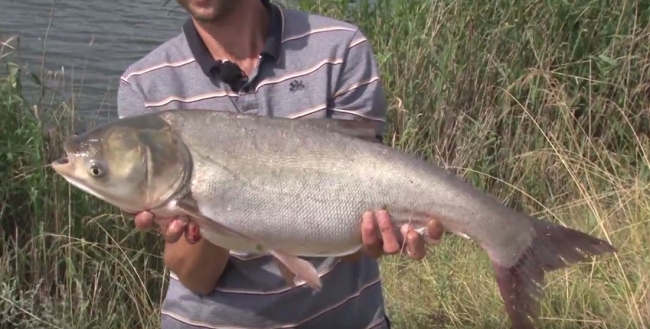 Ловля толстолобика на пружину