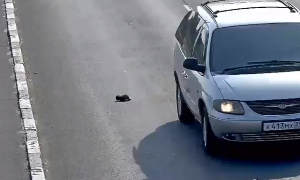 В Калининграде водитель спас котенка оказавшегося на проезжей части