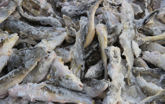 (Загар рыбы) - Зимняя промысловая рыбалка на Севере.