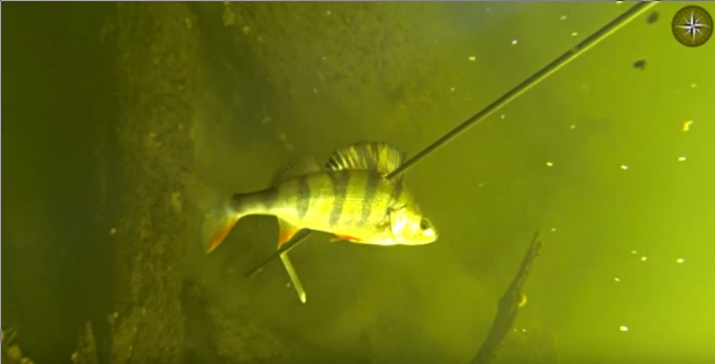 Подводная охота на окуня. Большая река, прозрачная вода.