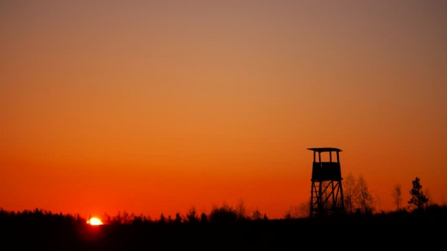 Охота на кабана с вышки