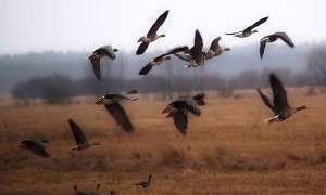 Охота в Вологодской области