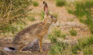 Охота на зайца в пустыне. Охота на мотоцикле Иж-43.